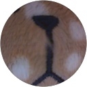 ぬーぼー profile picture