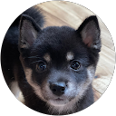 マモー profile picture