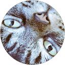 Katze Name profile picture